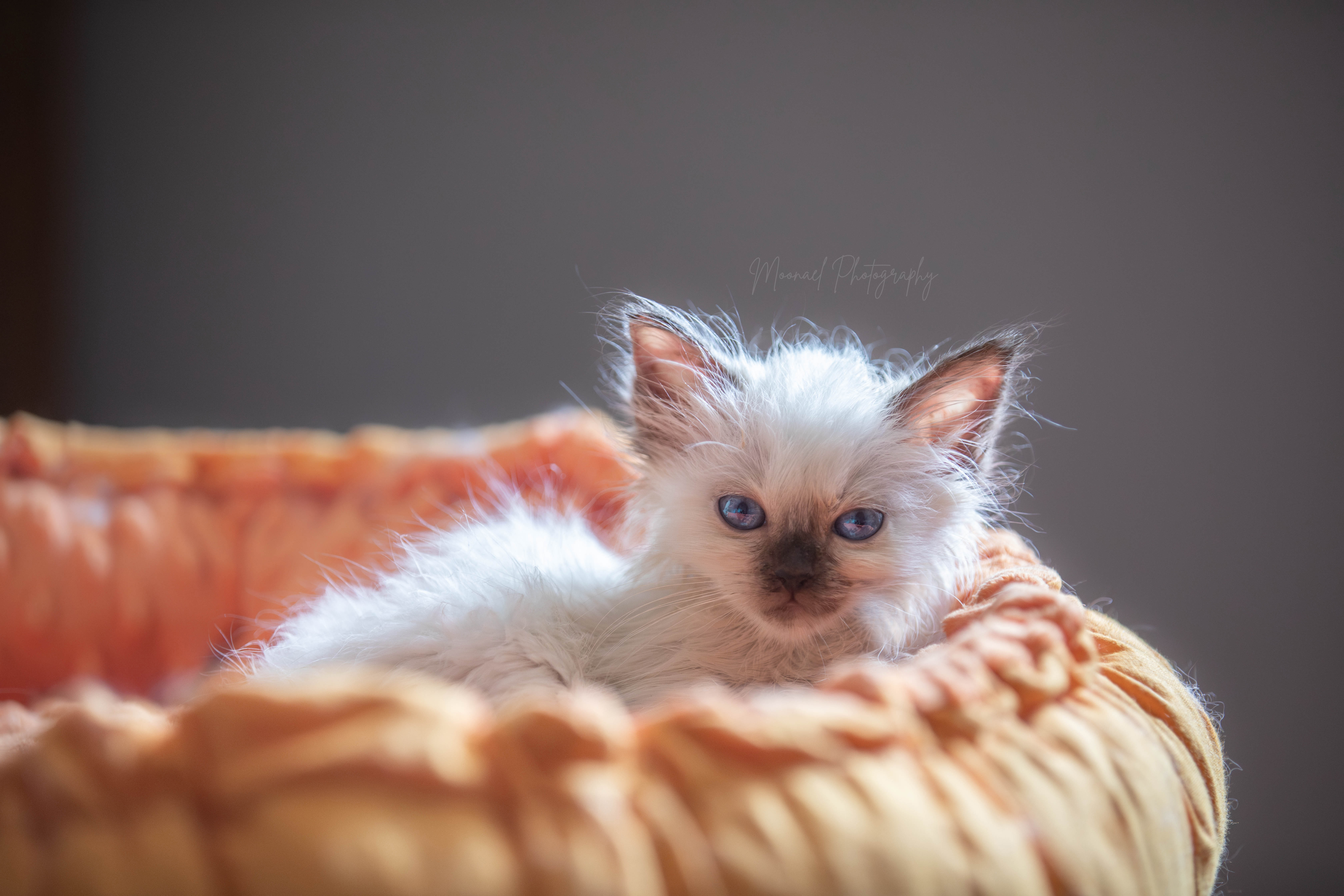 Photo de ALFI Chocolat Point